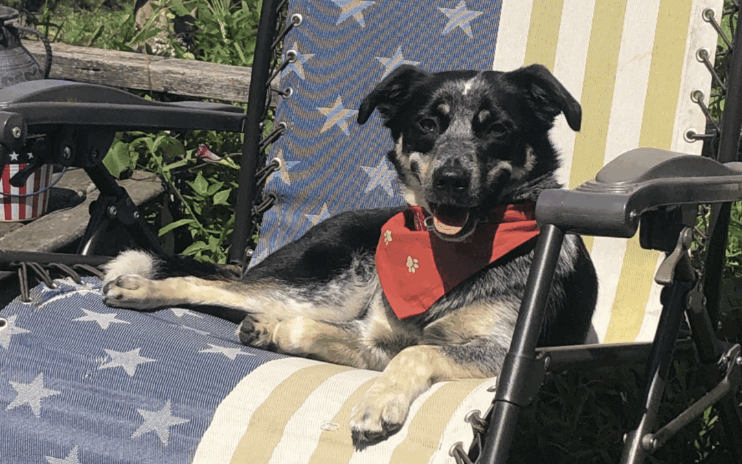 A Tiny Bite, A Big Problem: Protecting Pets From Heartworm Disease
